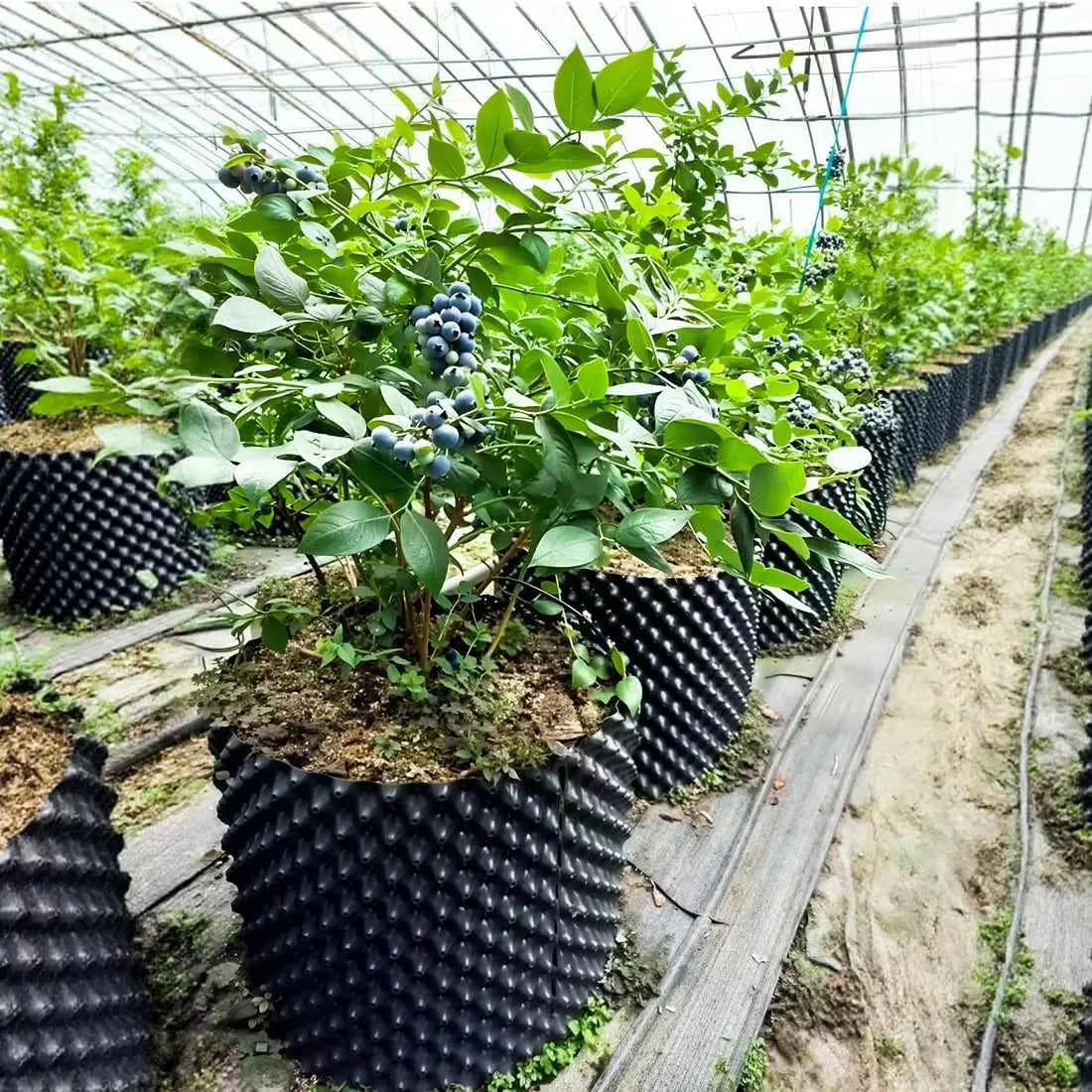 Air Pruning Plant Pots for Fruit and Vegetable Gardens