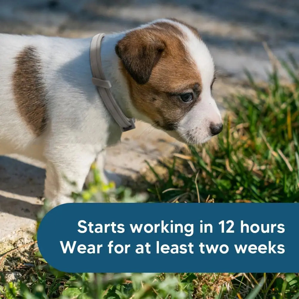 Effective Flea and Tick Collar for Small Dogs Long Lasting